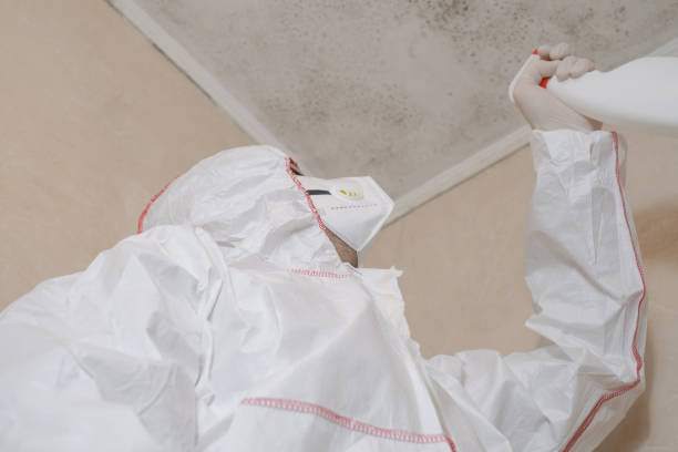 Best Crawl Space Mold Remediation in Kenworth, IL