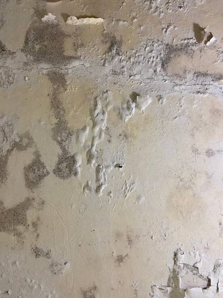 Best Bathroom Mold Remediation in Kenworth, IL