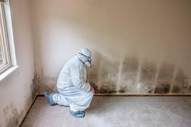 Professional Mold Remediation in Kenilworth, IL