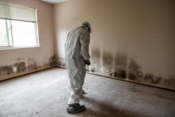 Best Industrial Mold Remediation in Kenworth, IL