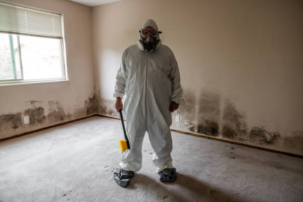 Best Basement Mold Remediation in Kenworth, IL