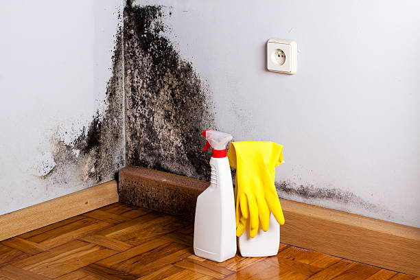 Best Residential Mold Remediation in Kenworth, IL