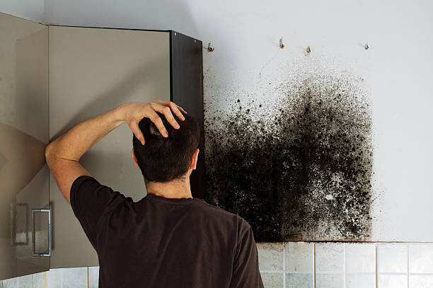 Best Residential Mold Remediation in Kenworth, IL