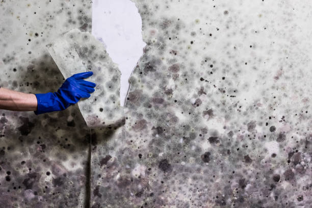 Best White Mold Remediation in Kenworth, IL